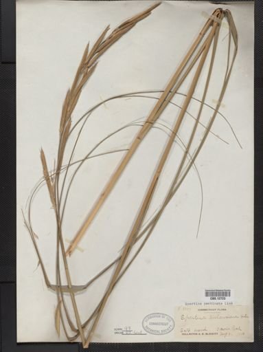 Spartina pectinata