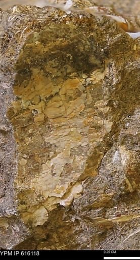 undet. Bivalvia