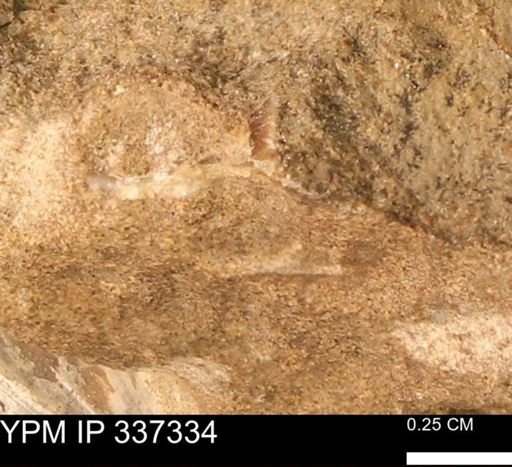 undet. Bivalvia
