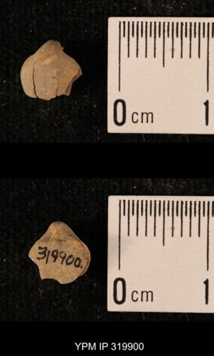 Ambocoelia planoconvexa