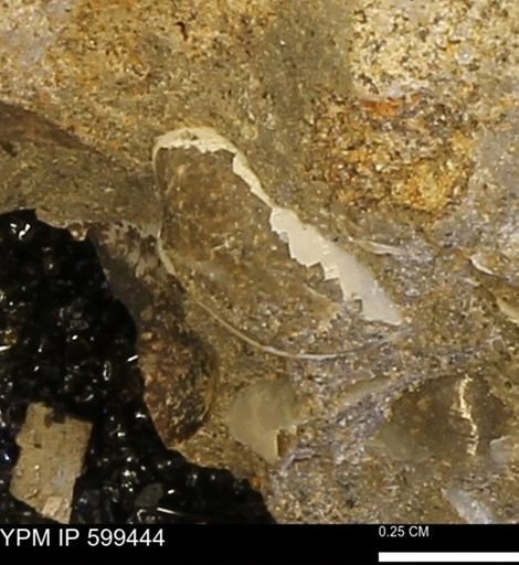 Protocardia subquadrata