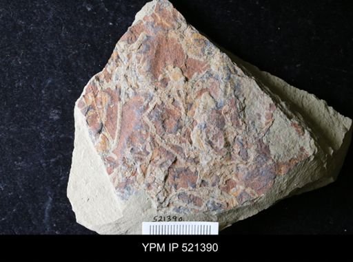 undet. Graptolithina