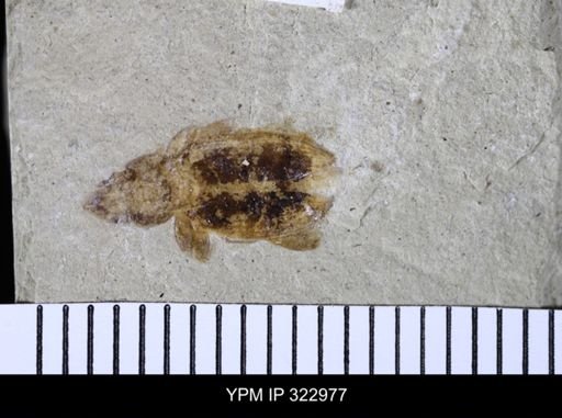 Tropisternus sculptilis
