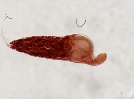 Gorgoderidae