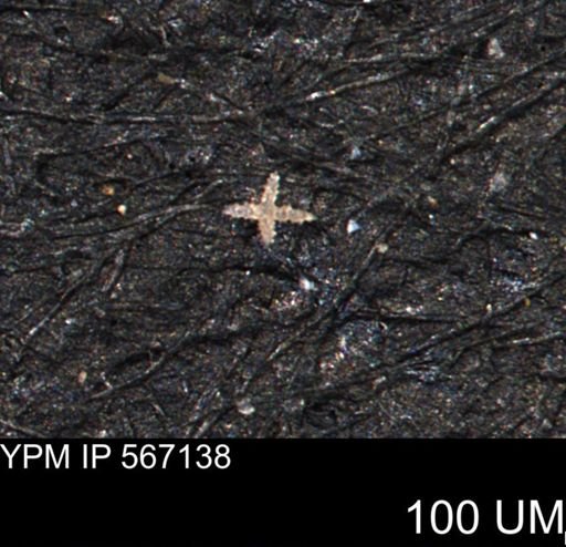 undet. Porifera