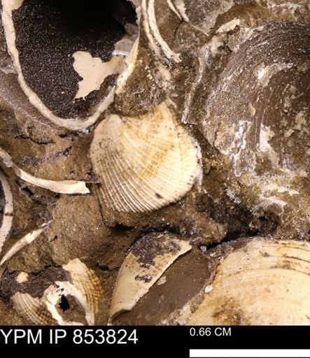 Parallelodon sp.