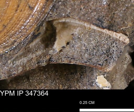 undet. Bivalvia