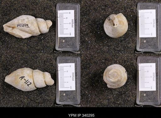 Aporrhais tarrantensis