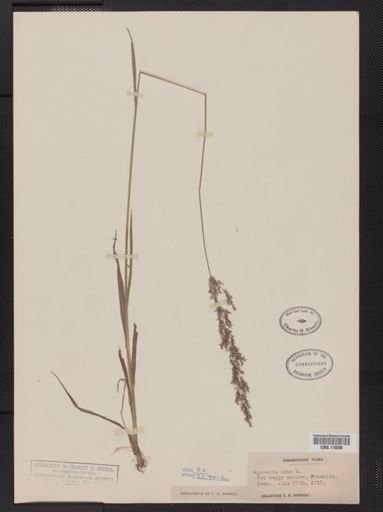 Agrostis alba