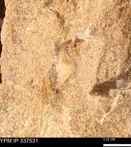 undet. Bivalvia