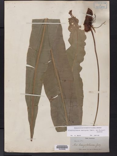 Elaphoglossum