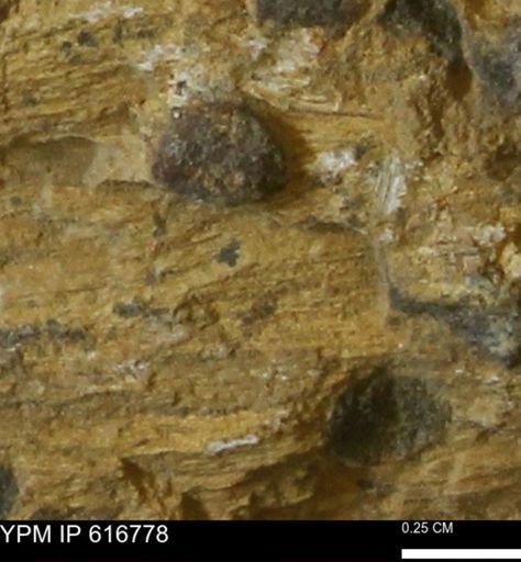 Teredo sp.