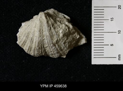 Neospirifer dunbari
