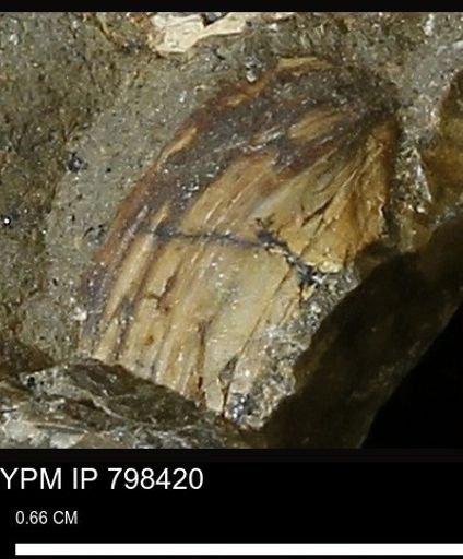 Mollusca