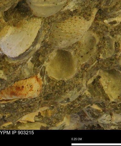 Corbulamella?