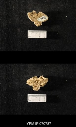 Favosites sp.