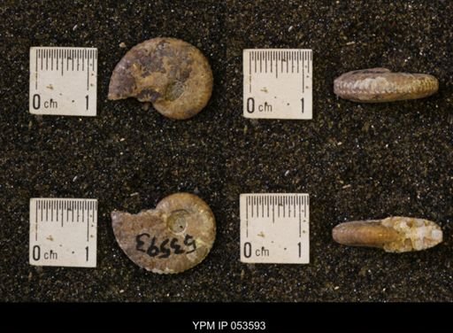 Discoscaphites conradi