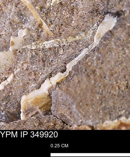 undet. Mollusca