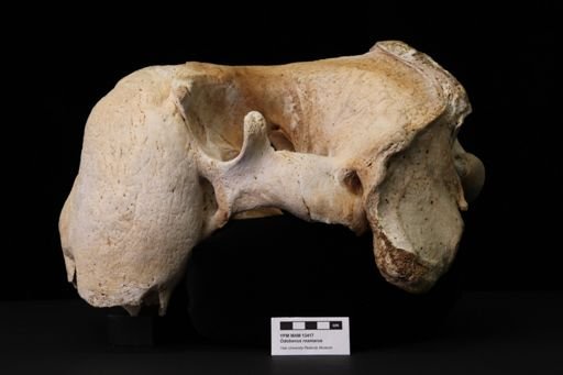 Odobenus rosmarus