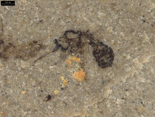 undet. Insecta