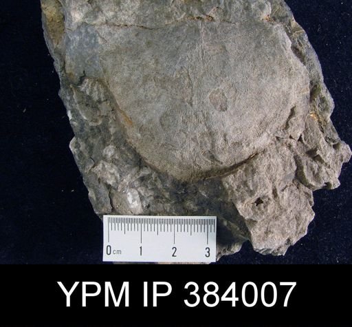 Stropheodonta magnifica