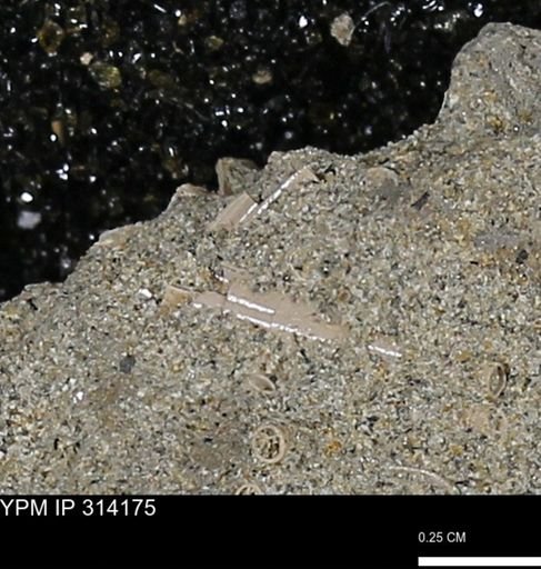 undet. Scaphopoda