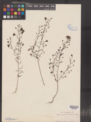 Agalinis tenuifolia