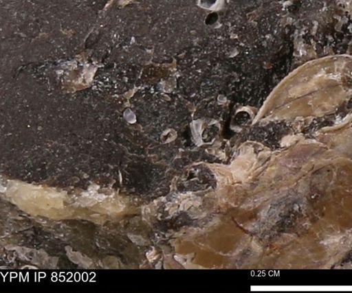 undet. Foraminifera