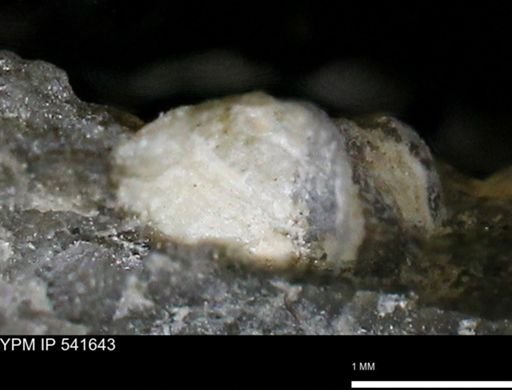 Limopsis striatopunctatus