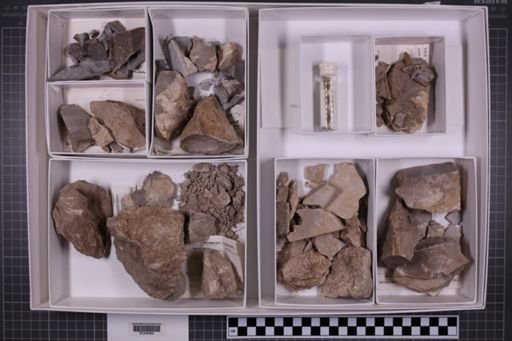 mixed taxa, stratigraphic collection