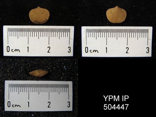 Dalmanella clarki