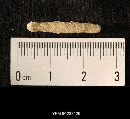 Archaeocidaris sp.