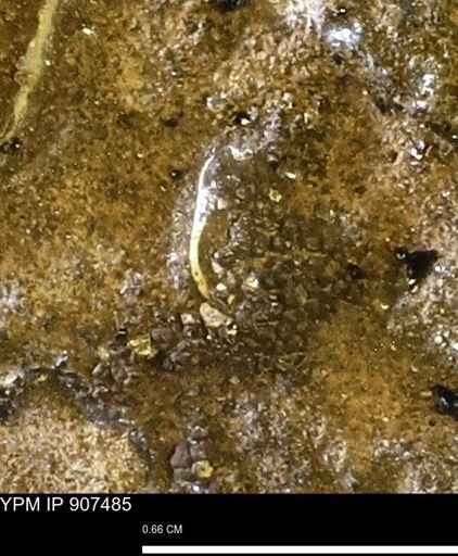 undet. Mollusca