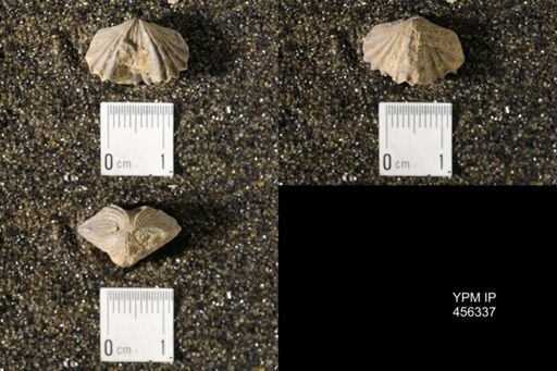 Platystrophia biforata