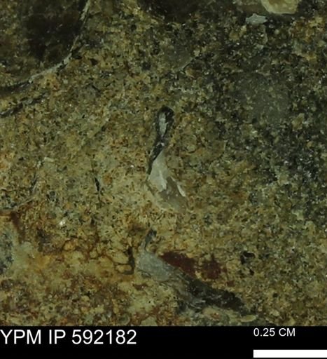undet. Bivalvia