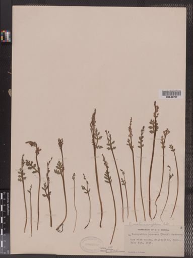 Botrychium