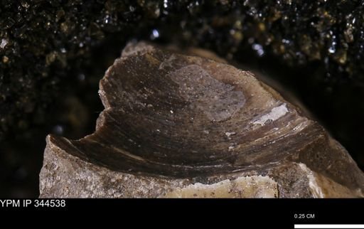 Limopsis striatopunctatus