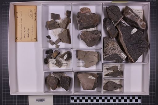 mixed taxa, stratigraphic collection