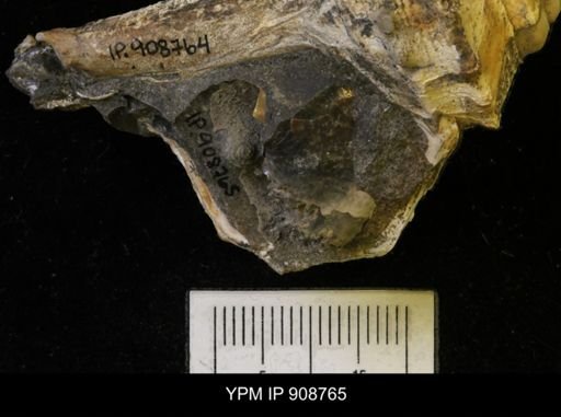 undet. Ammonoidea
