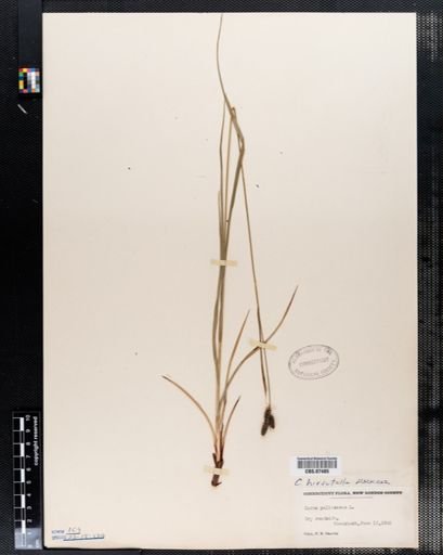 Carex pallescens