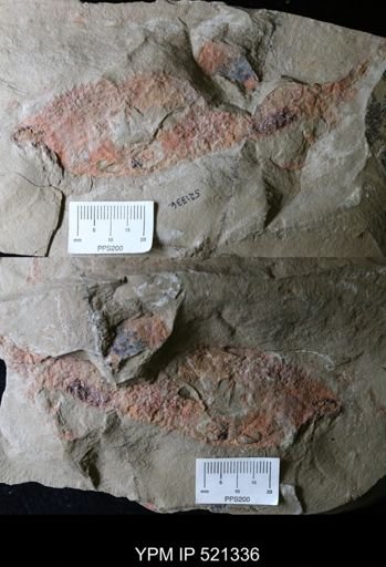 undet. Arthropoda