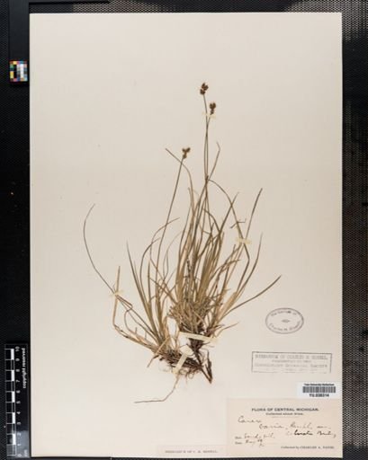 Carex artitecta