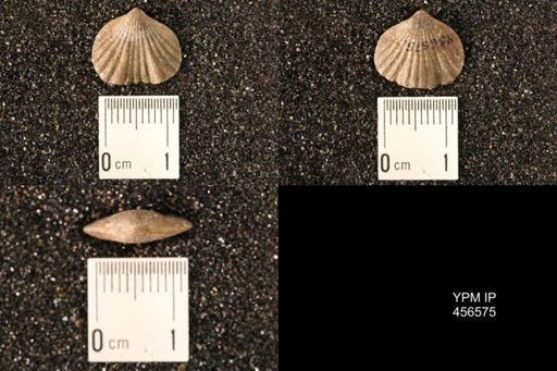 Rhynchonella dentata