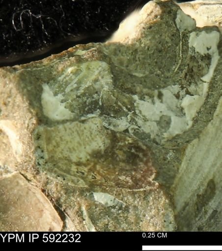 undet. Bivalvia