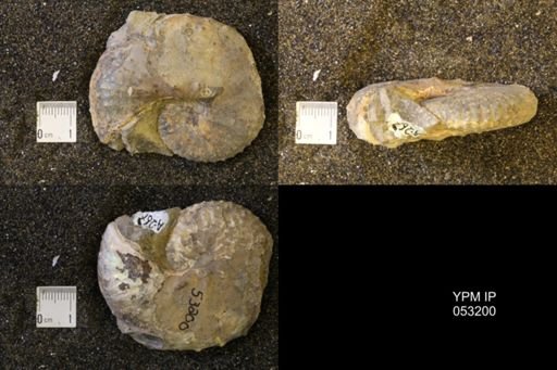Discoscaphites conradi