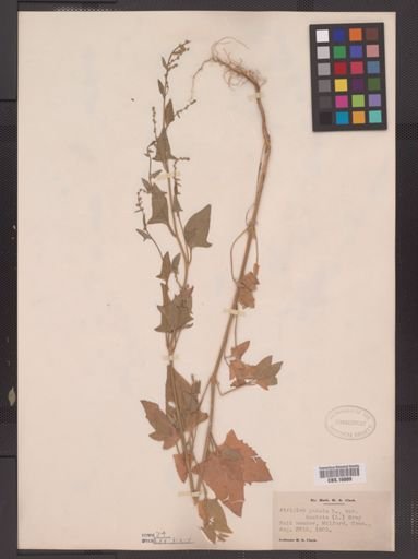 Atriplex patula hastata