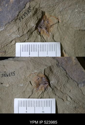 undet. Echinodermata