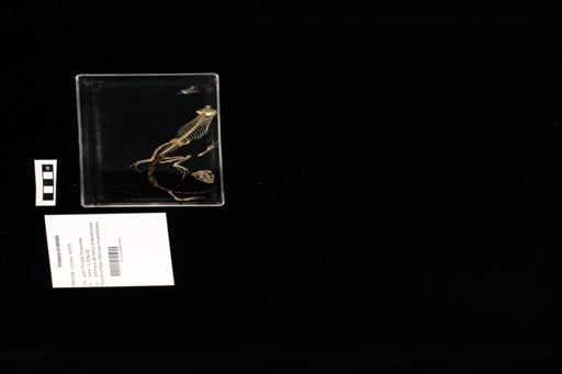 Sceloporus occidentalis