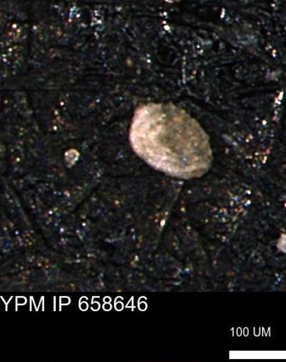 Spirolocammina planula