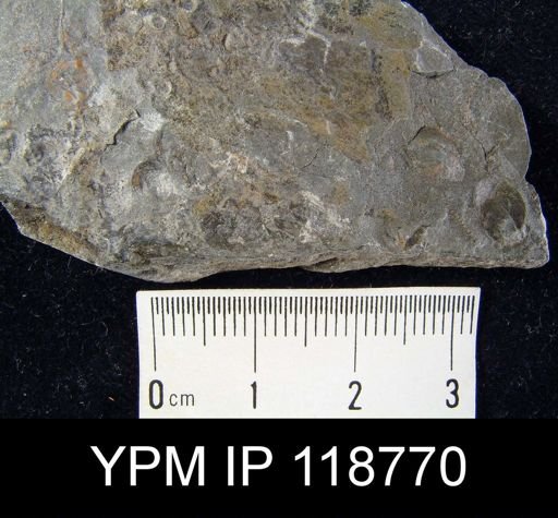Anoplotheca hemispherica